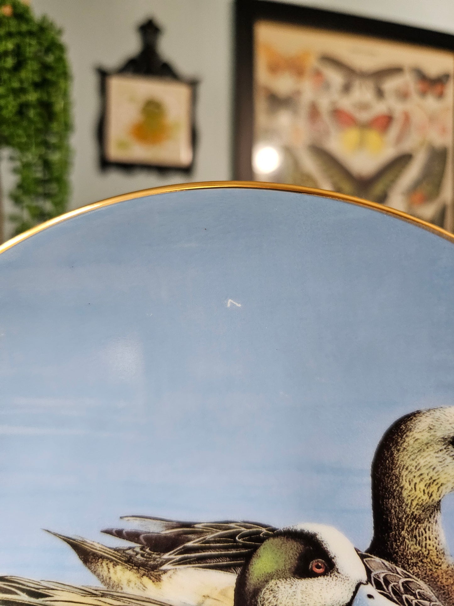 Wigeons Plate